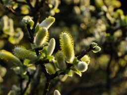 Frühling