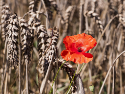 Mohn