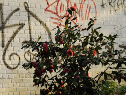 Rosengraffiti