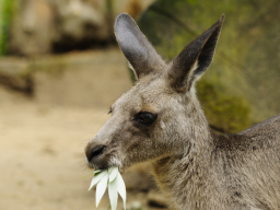 Kangaroo