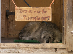Hunde