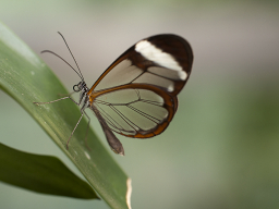 Schmetterlinge