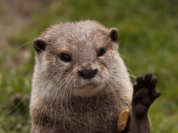 Abschied - Otter